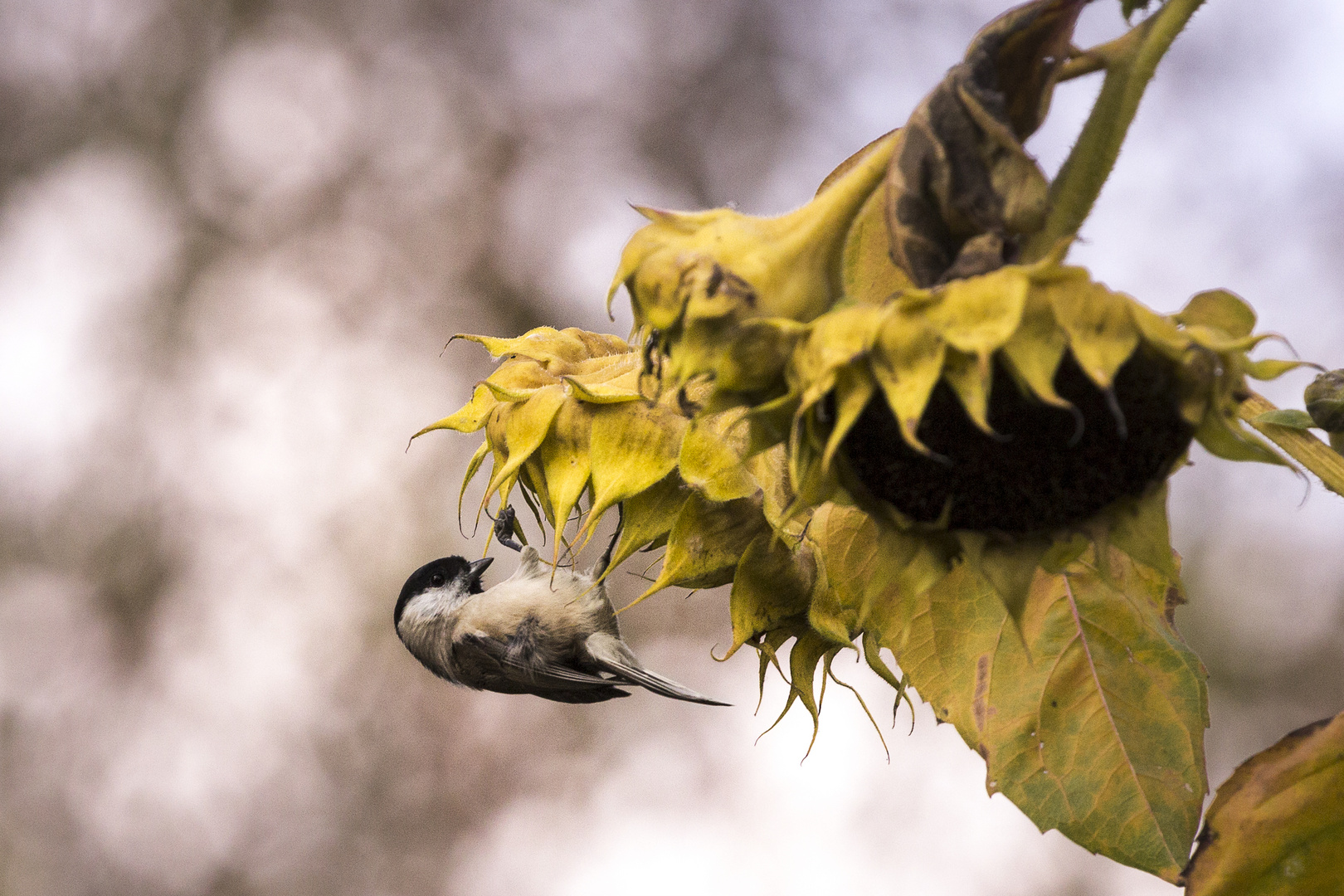 Sumpfmeise (Parus palustris)