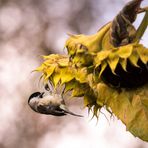 Sumpfmeise (Parus palustris)