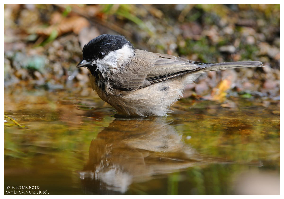 ---- Sumpfmeise ---- ( Parus palustris )