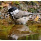 ---- Sumpfmeise ---- ( Parus palustris )