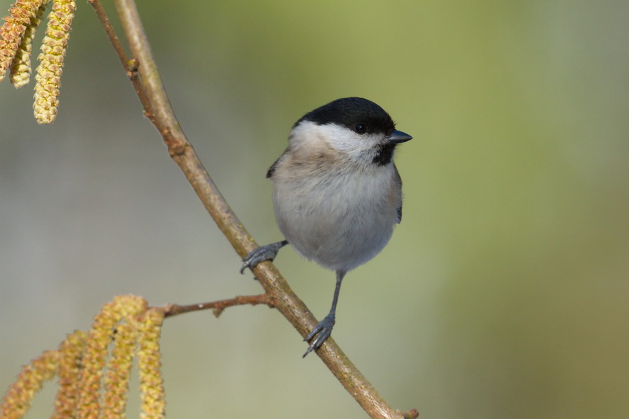 Sumpfmeise ( Parus palustris )