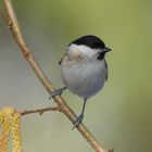 Sumpfmeise ( Parus palustris )