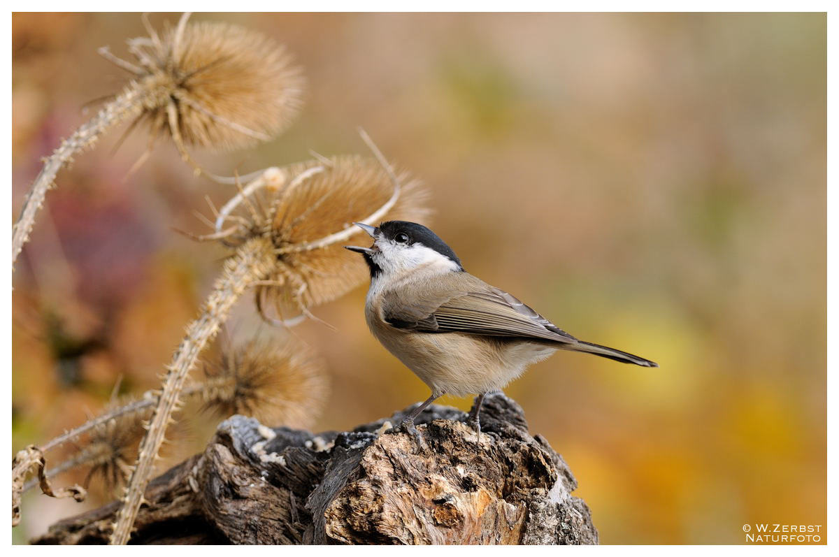 - Sumpfmeise - ( Parus palustris )