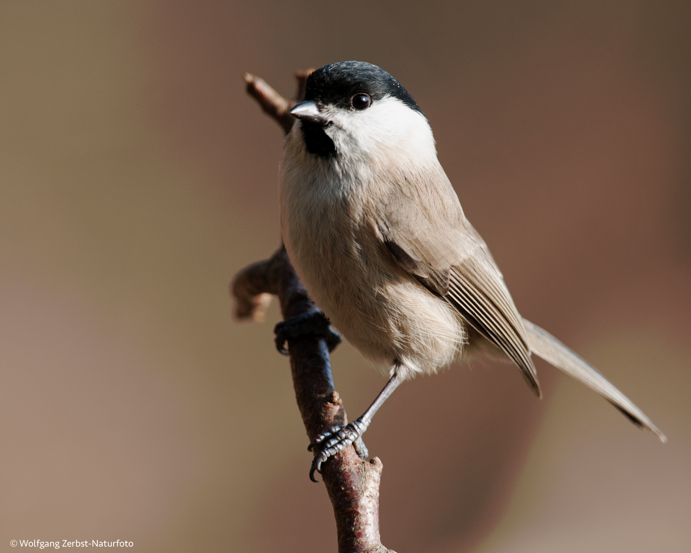 --- Sumpfmeise ---  ( Parus palustris )