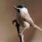 --- Sumpfmeise ---  ( Parus palustris )