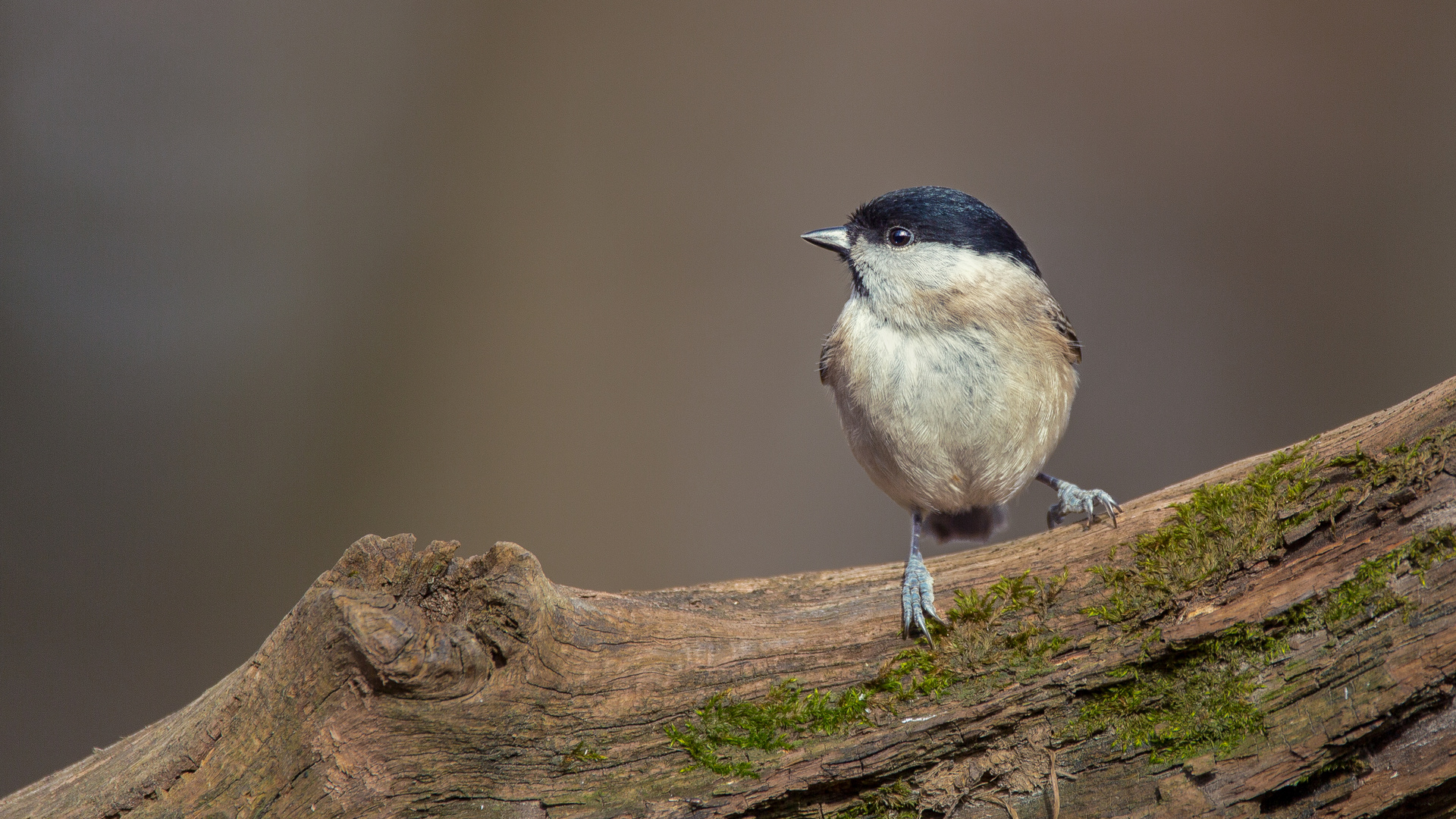 Sumpfmeise (Parus palustris)