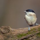 Sumpfmeise (Parus palustris)