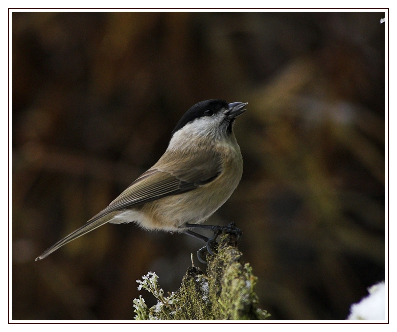 Sumpfmeise - Parus palustris