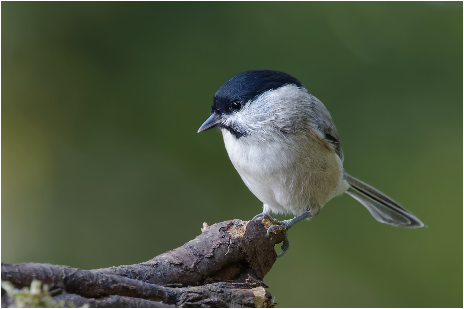 Sumpfmeise (Parus palustris)