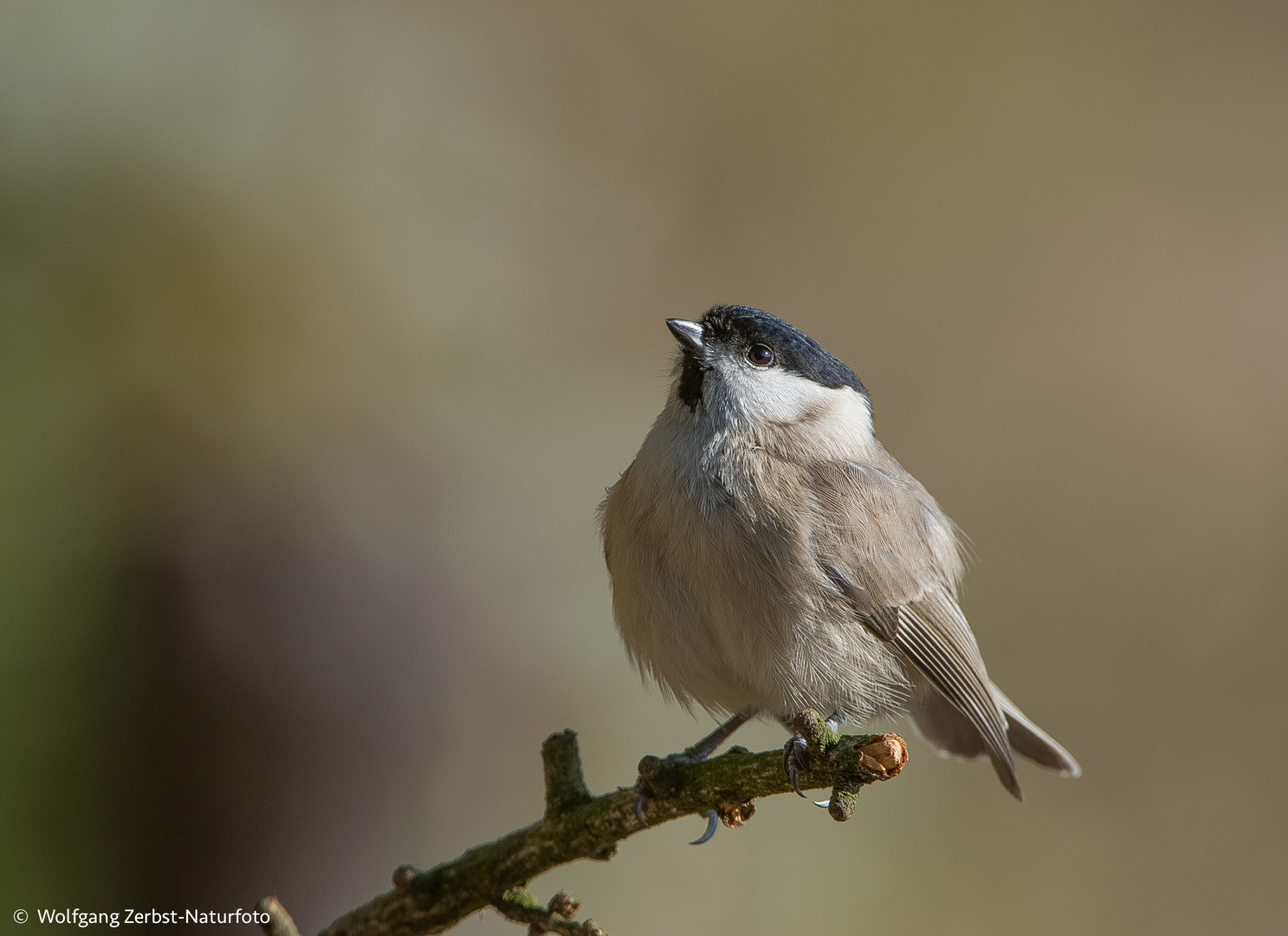 Sumpfmeise.  ( parus palustris )