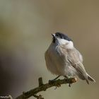 Sumpfmeise.  ( parus palustris )