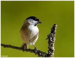 - Sumpfmeise - ( Parus palustris )