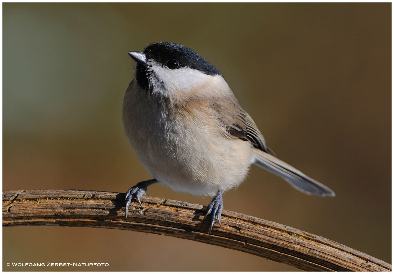 --- Sumpfmeise --- ( Parus palustris )