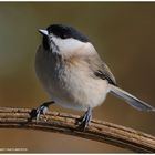 --- Sumpfmeise --- ( Parus palustris )