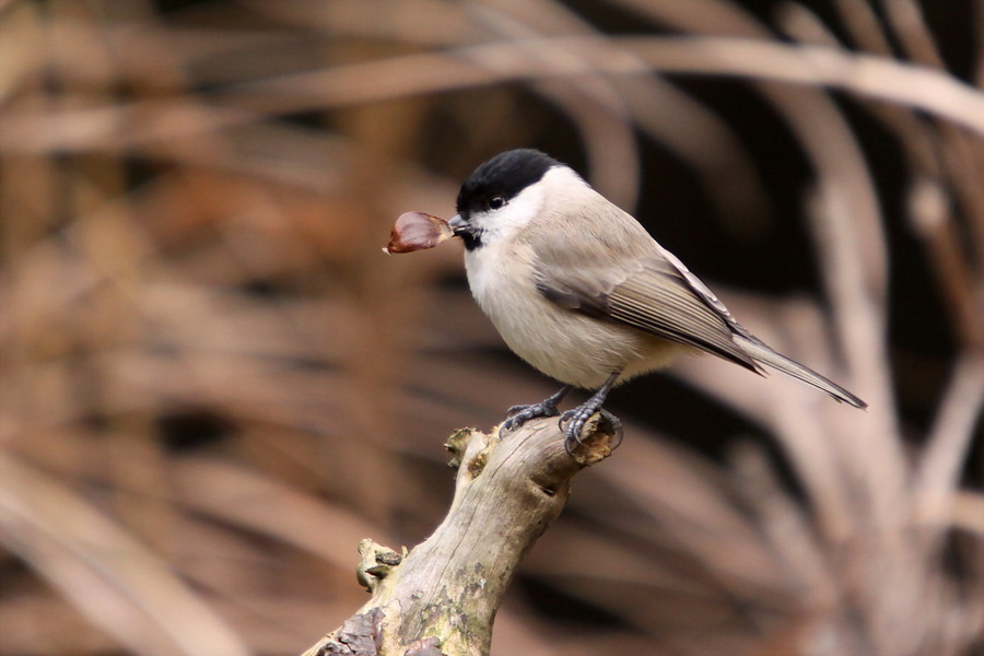 Sumpfmeise ( Parus palustris )