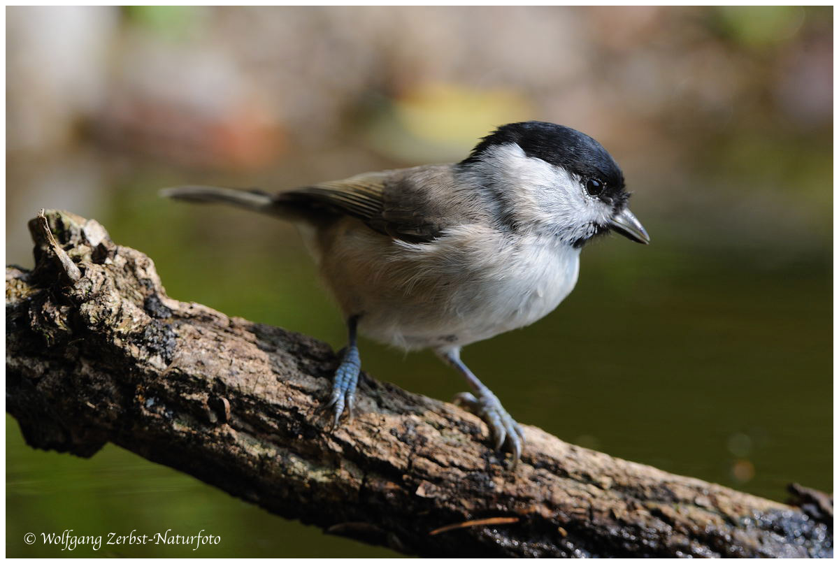 --- Sumpfmeise --- ( Parus palustris )