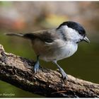 --- Sumpfmeise --- ( Parus palustris )