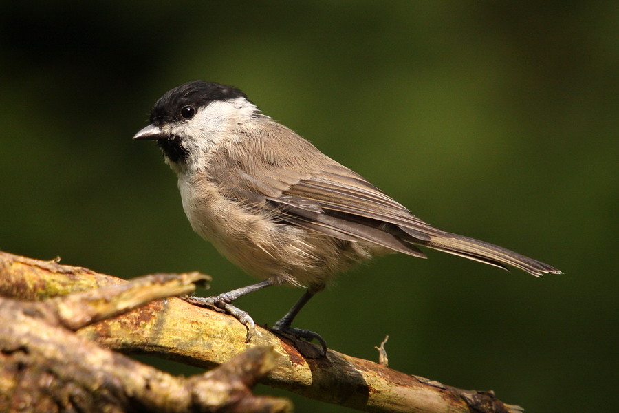 Sumpfmeise (Parus palustris)