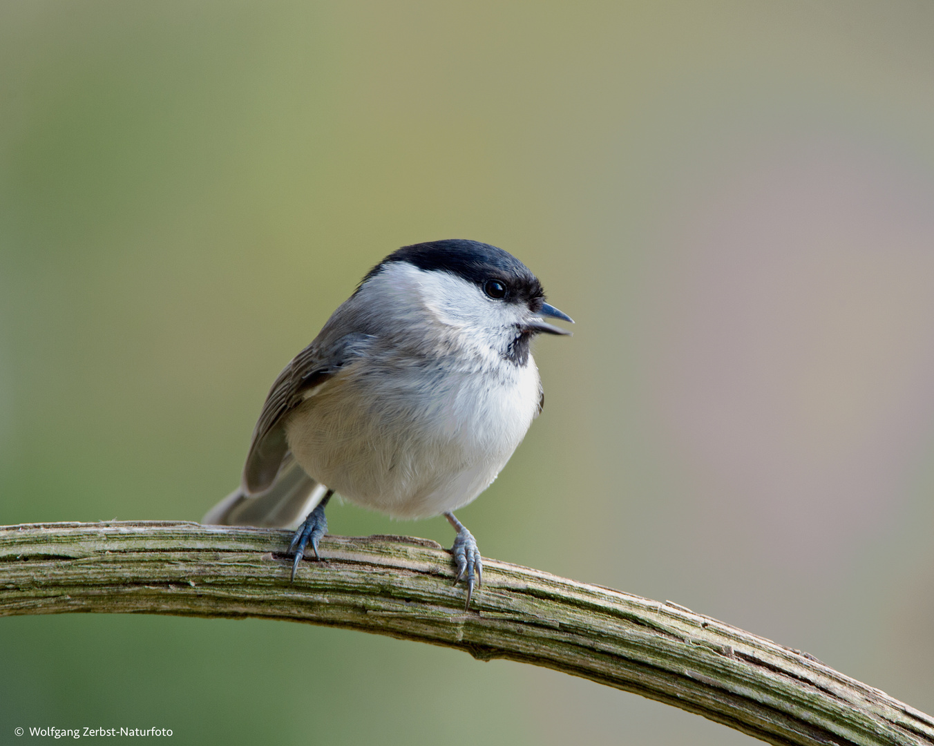 --- Sumpfmeise  ---   ( Parus palustris )