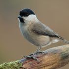 Sumpfmeise (Parus palustris)