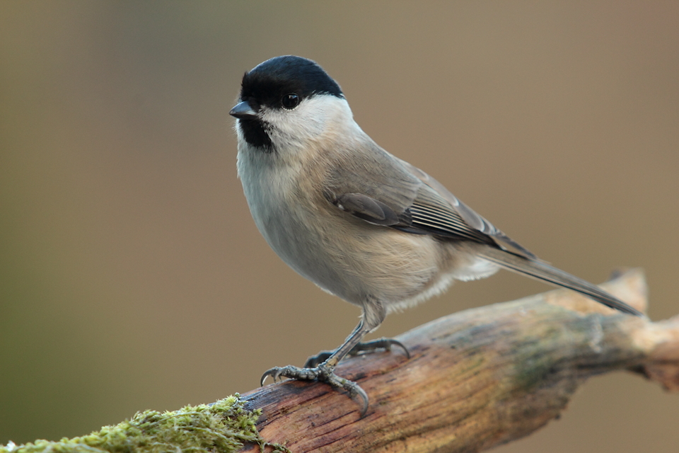 Sumpfmeise (Parus palustris)