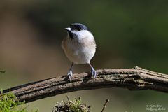 - Sumpfmeise --- ( Parus palustris )