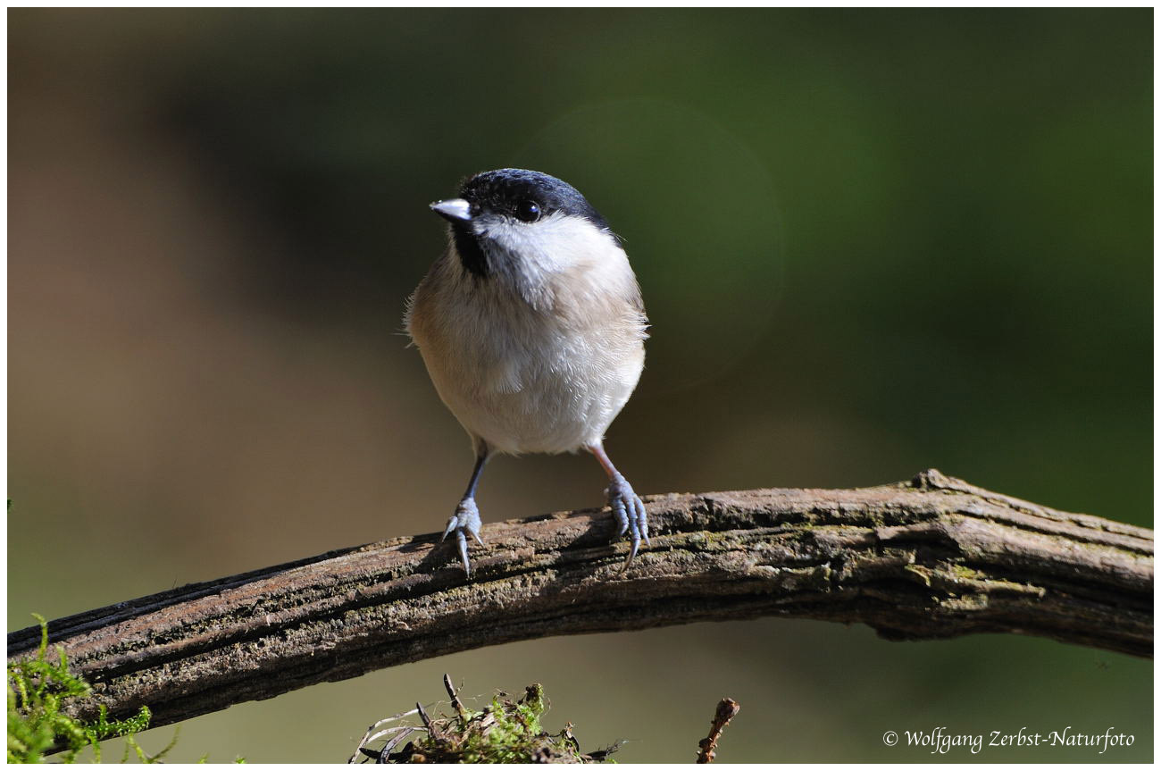 --- Sumpfmeise ---- ( Parus palustris )