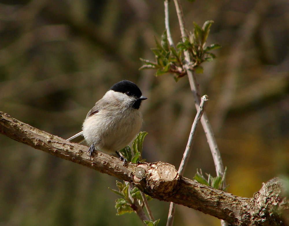 Sumpfmeise (Parus palustris) I