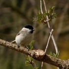 Sumpfmeise (Parus palustris) I