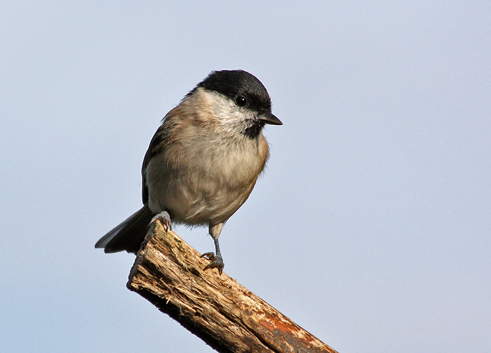 Sumpfmeise - Parus palustris oder doch Weidenmeise -Parus montaus, das ist hier die schwierige Frage