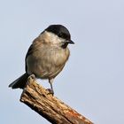 Sumpfmeise - Parus palustris oder doch Weidenmeise -Parus montaus, das ist hier die schwierige Frage