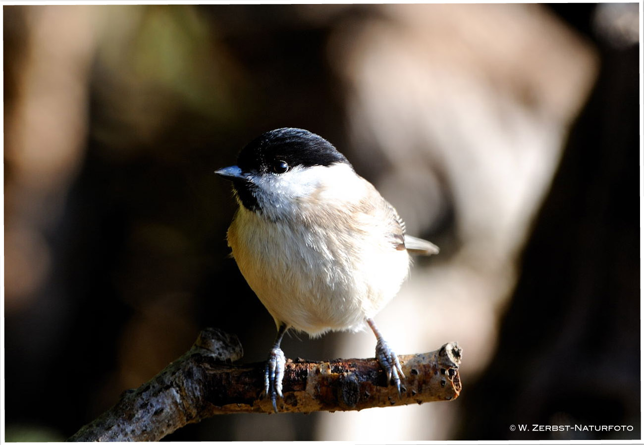 --- Sumpfmeise --- ( Parus paluustris )