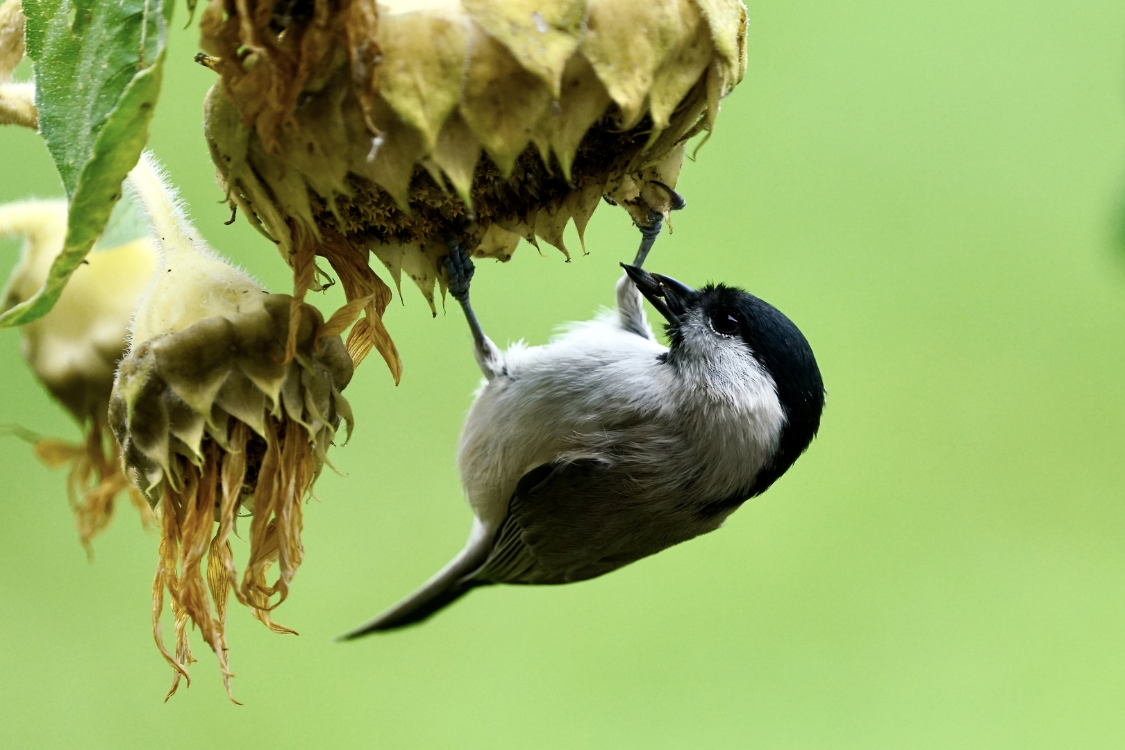 Sumpfmeise (Poecile palustris)