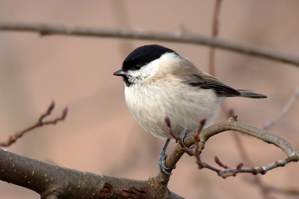 Sumpfmeise (Poecile palustris)