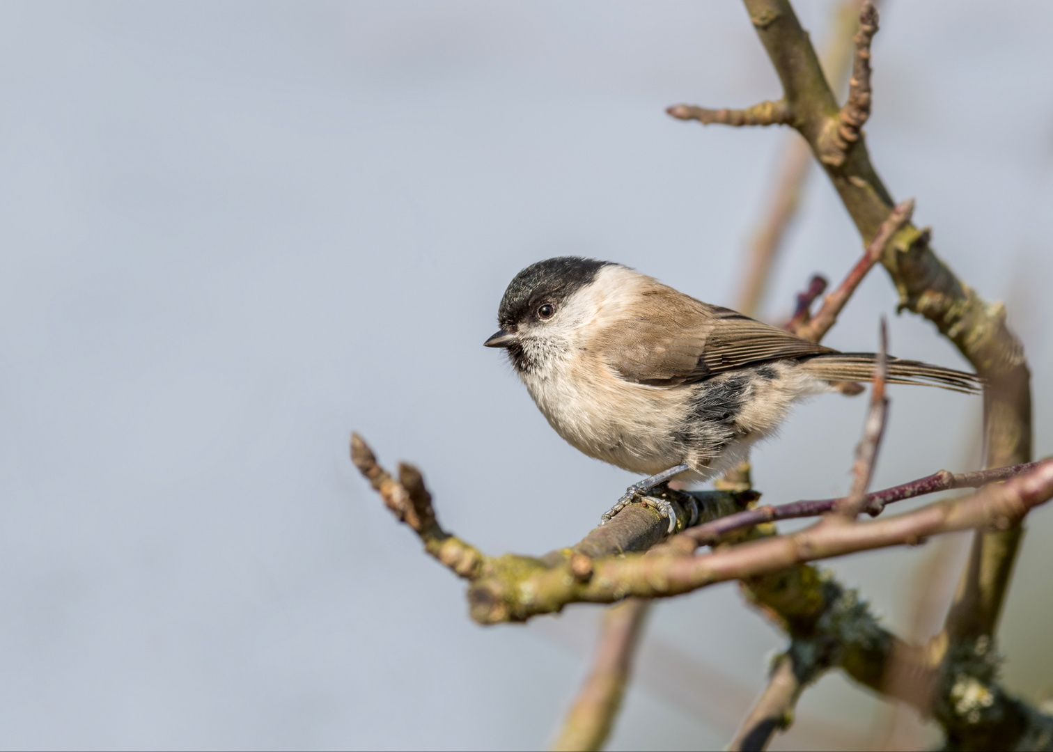 Sumpfmeise (Poecile palustris)