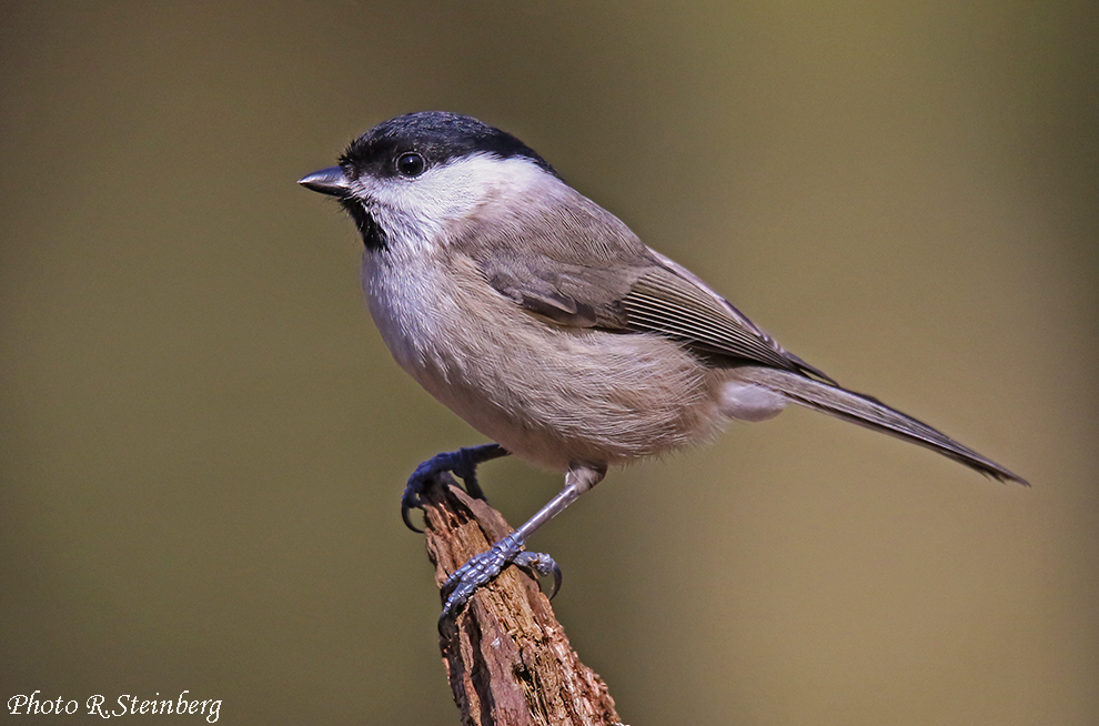 Sumpfmeise (Poecile palustris)