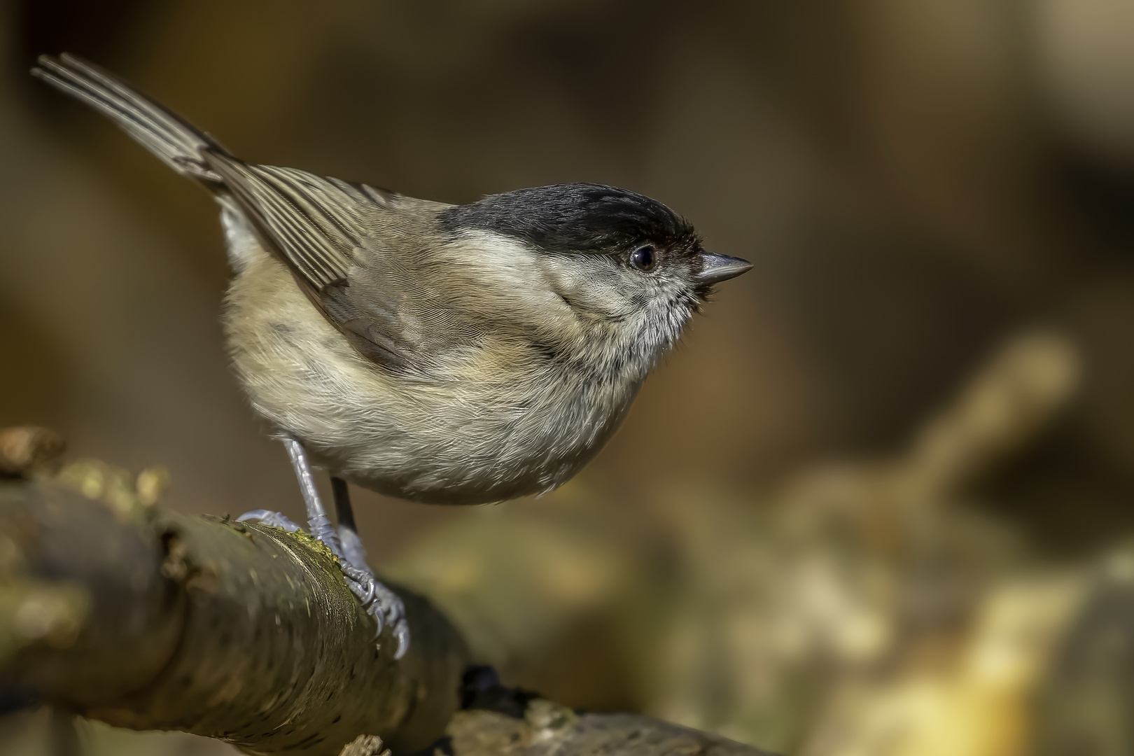 Sumpfmeise (Poecile palustris)