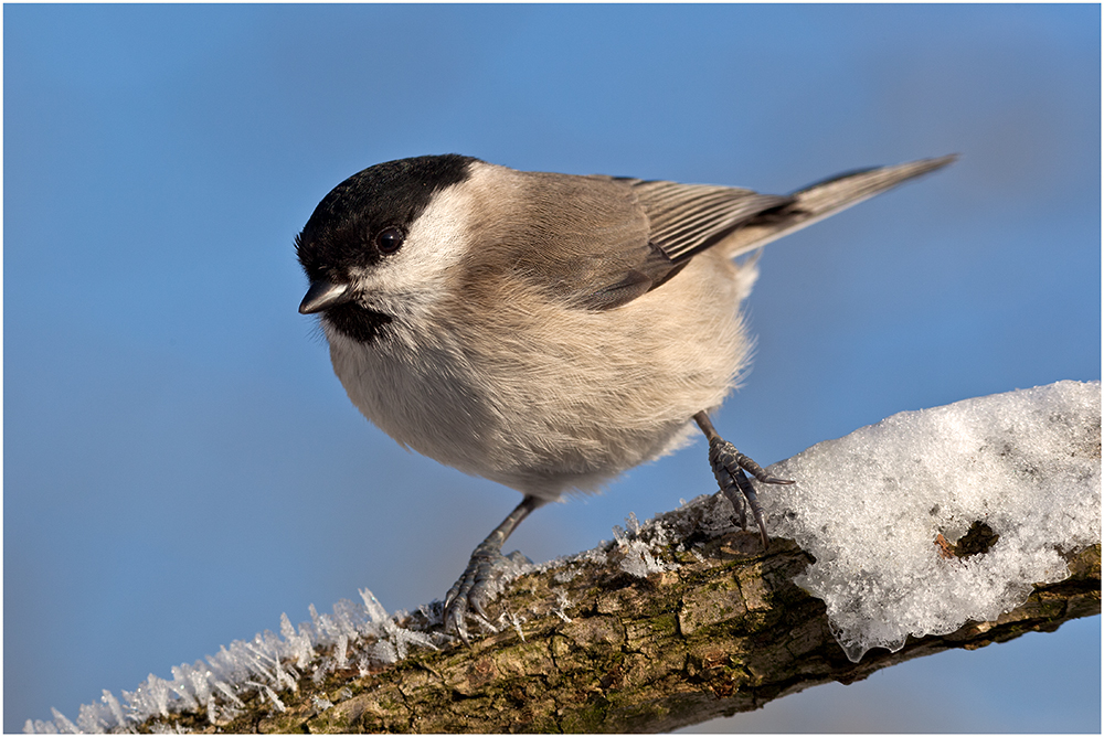 Sumpfmeise (Poecile palustris).....