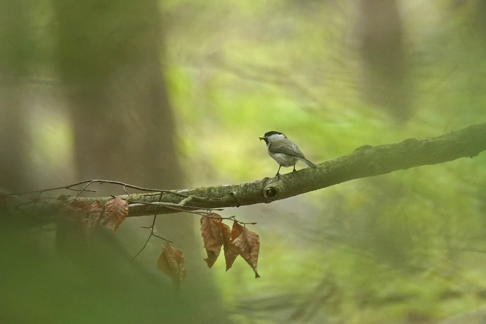 Sumpfmeise (Poecile palustris)