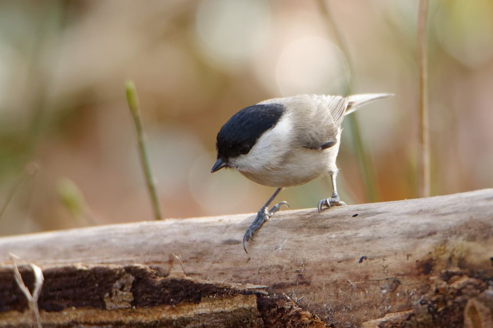 Sumpfmeise (Poecile palustris)