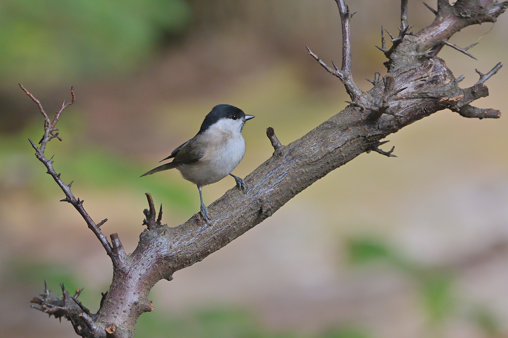 Sumpfmeise (Poecile palustris)