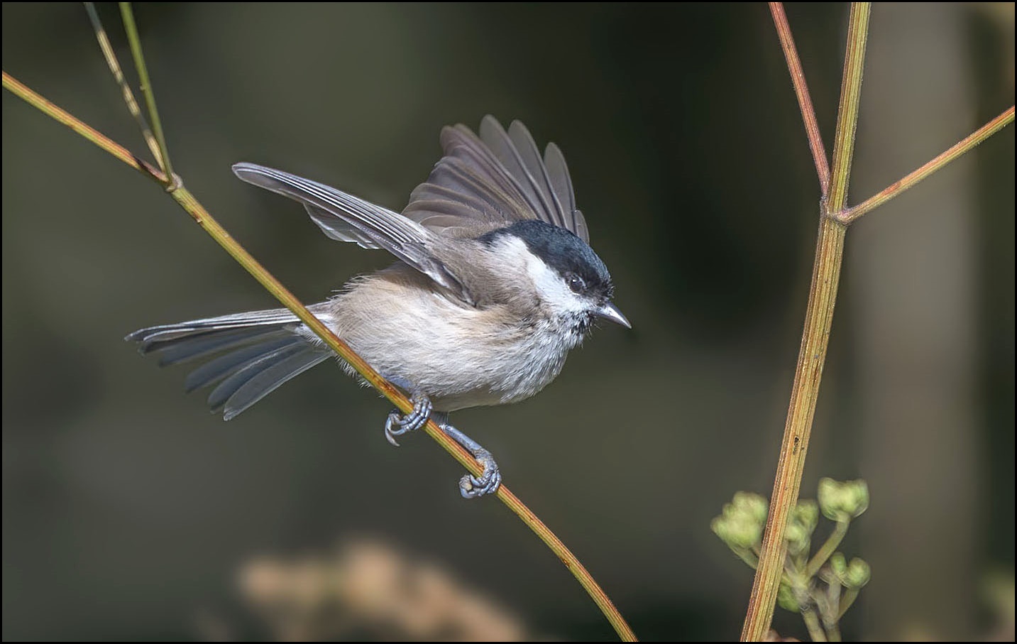 Sumpfmeise (Poecile palustris)