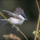 Sumpfmeise (Poecile palustris)