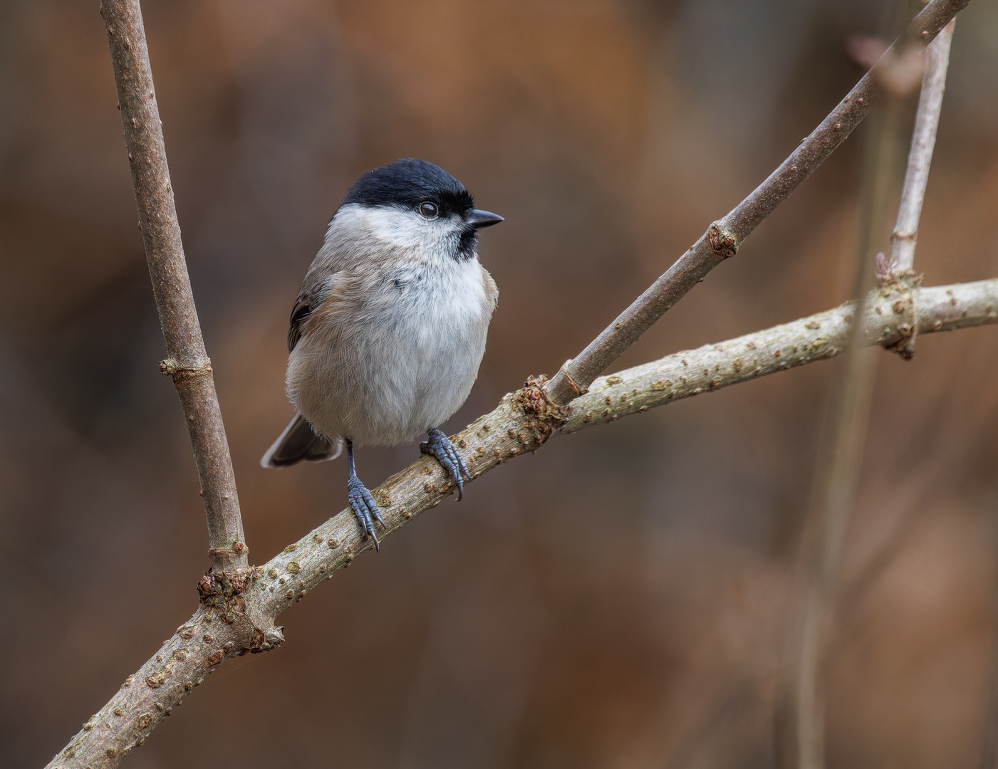 Sumpfmeise (Poecile palustris)