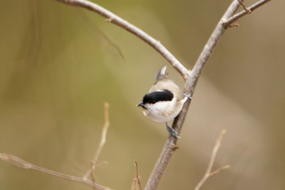 Sumpfmeise (Poecile palustris)