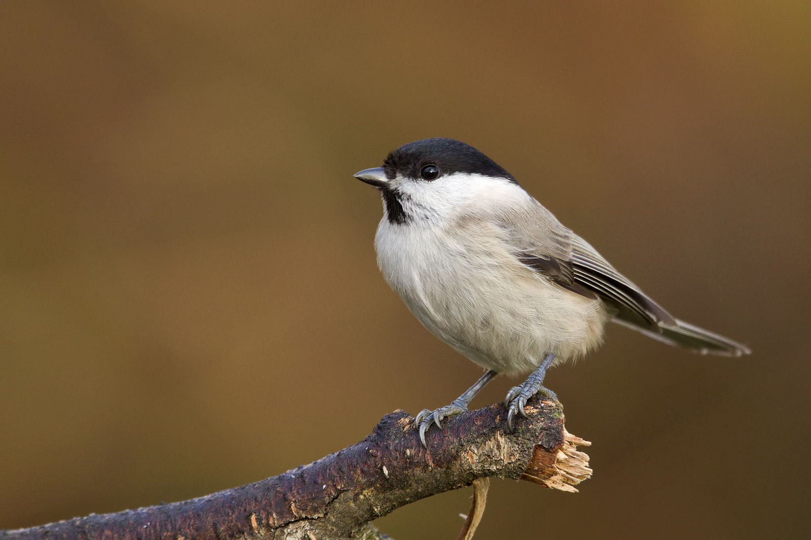 Sumpfmeise (Poecile palustris)