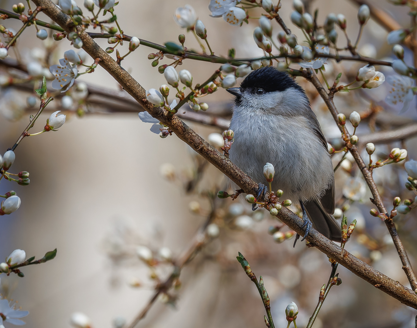 Sumpfmeise (Poecile palustris)