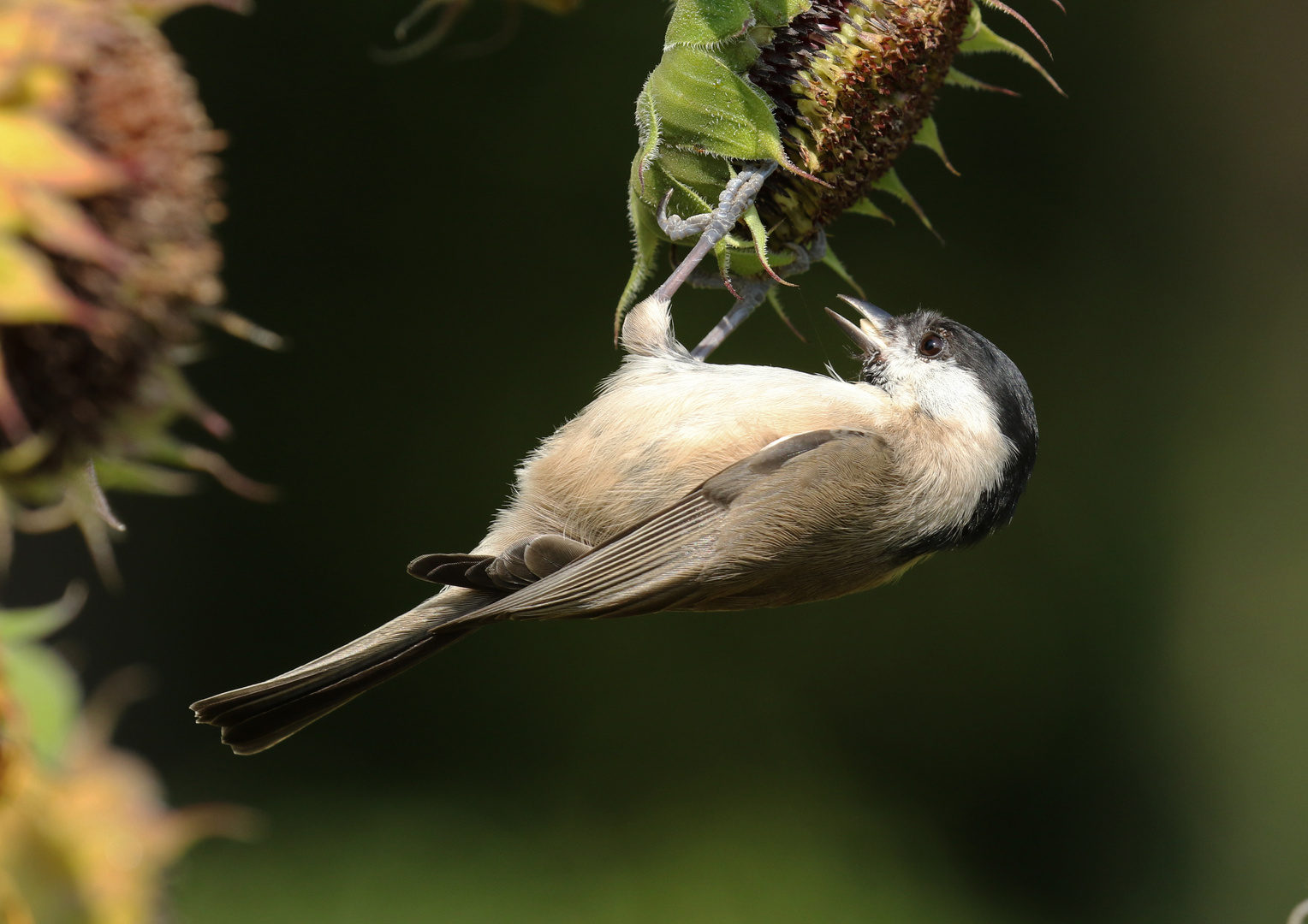 Sumpfmeise ( Poecile palustris )