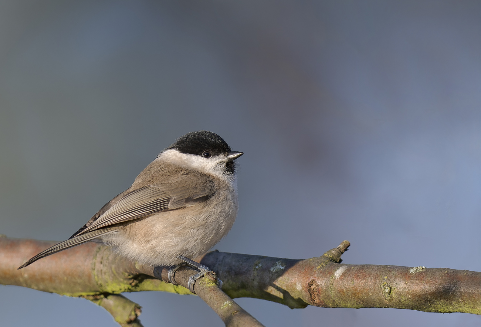 Sumpfmeise (Poecile palustris)