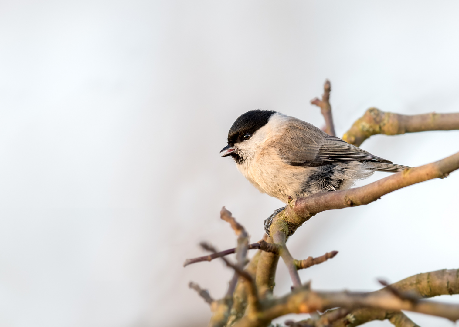 Sumpfmeise (Poecile palustris)